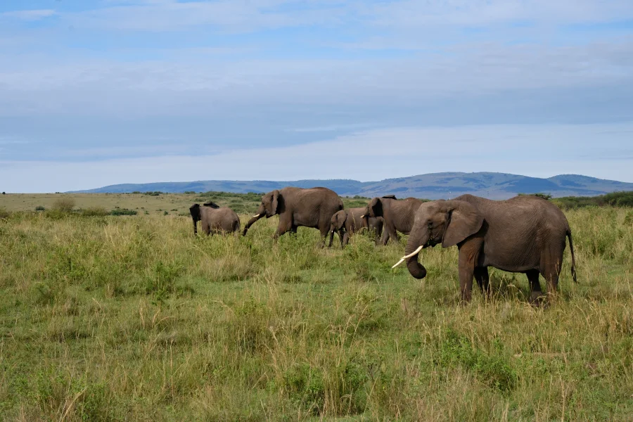 Big Five Fine Art