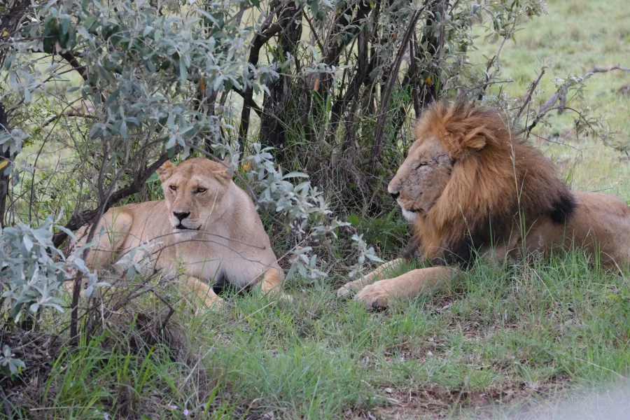 Big Five Fine Art