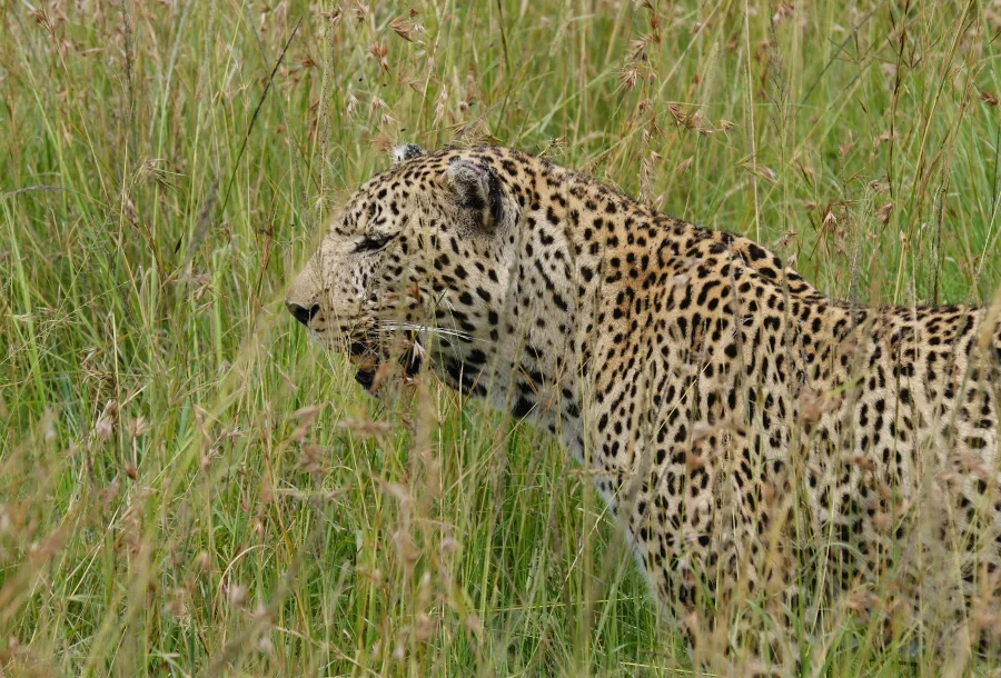 Big Five Fine Art