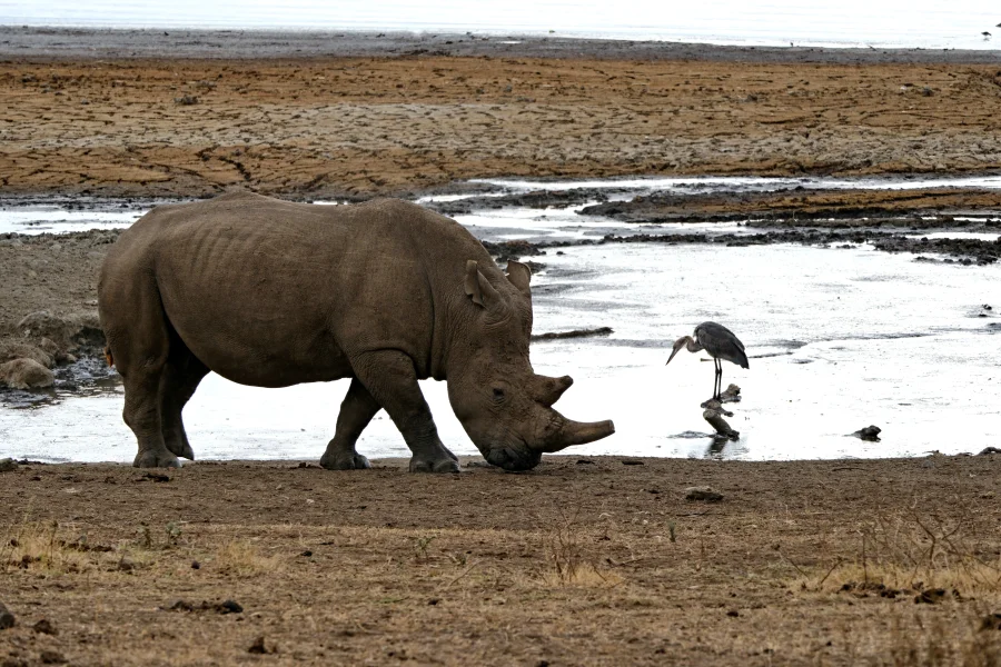 Big Five Fine Art