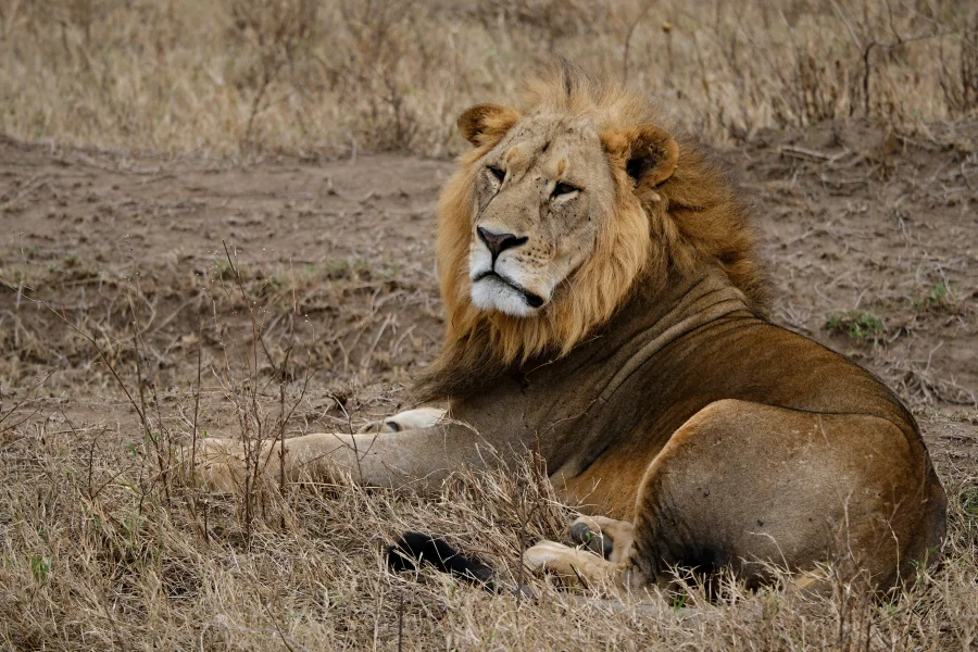 Big Five Fine Art