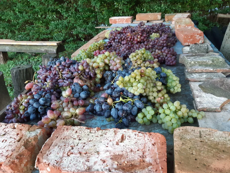 Vinobranie